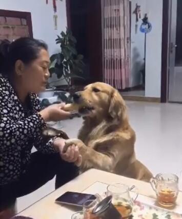 主人在吃玉米金毛狗也想吃结果没一会儿这狗就直接抢走玉米！