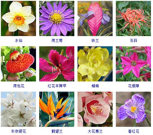 精心整理了150种花卉,还告诉你怎么养!必须收藏