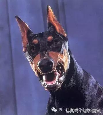 杜宾犬详细介绍,杜宾犬犬种多少钱