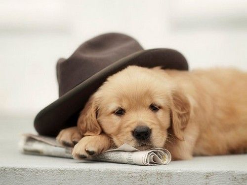 盘点全网最精的狗狗,全网狗狗大合集