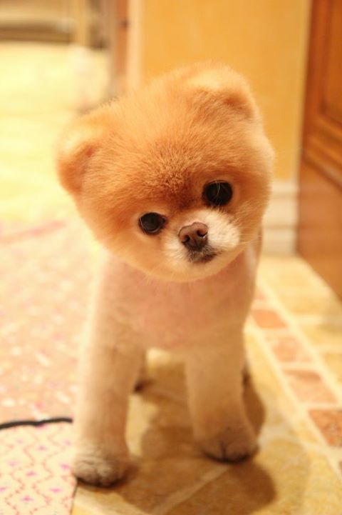 盘点全网最精的狗狗,全网狗狗大合集