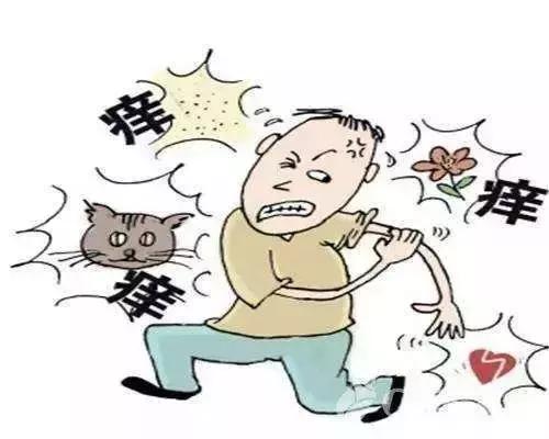 艾叶草原来还有这么多功效,艾叶神仙草的功效