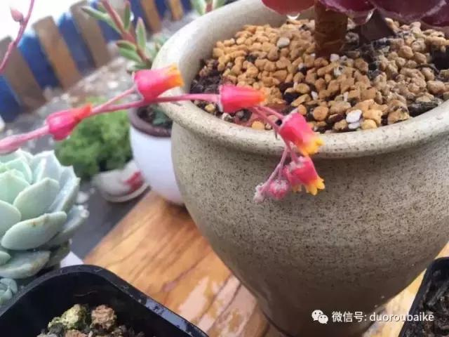 养了一年多的多肉没啥变化说说,养了几年的多肉快要全军覆没了