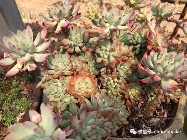 养了一年多的多肉没啥变化说说,养了几年的多肉快要全军覆没了