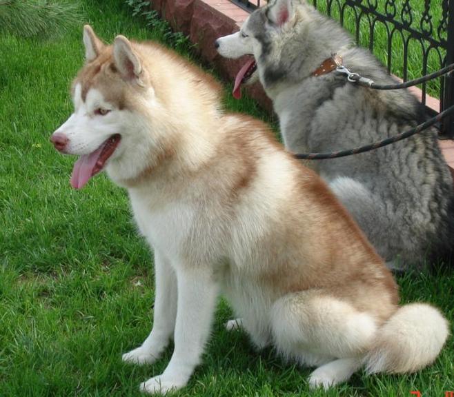 盘点全网最精的狗狗,史上最全狗狗大全