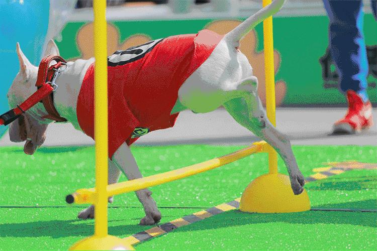 伍德斯托克艺术夜市,伍德吃托克咖啡市集