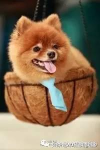 博美犬是什么犬种,犬种介绍马犬