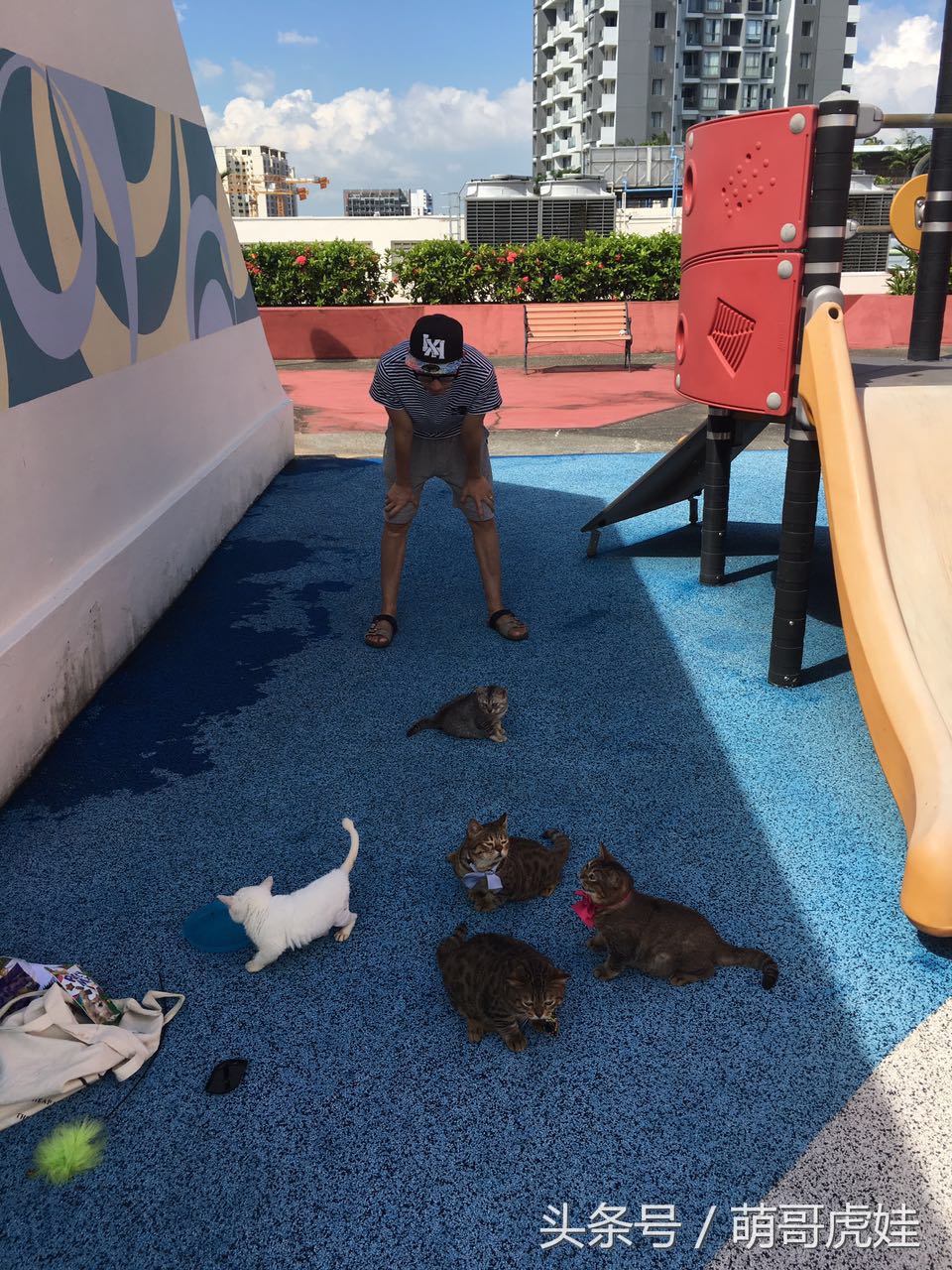 铲屎的带5只小肥猫跑步，跑了一圈回来发现喵星人居然还在原地