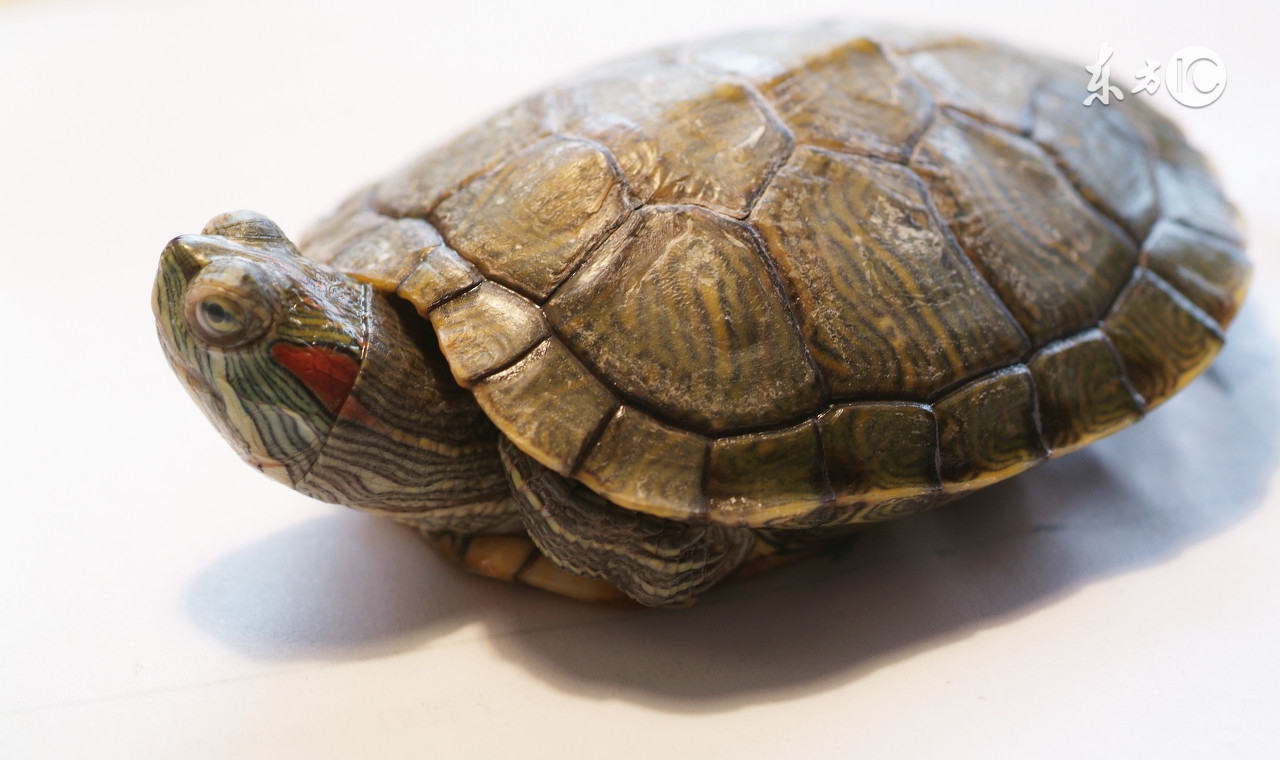 什么龟吃了能治癌症,吃了百年的乌龟会怎么样