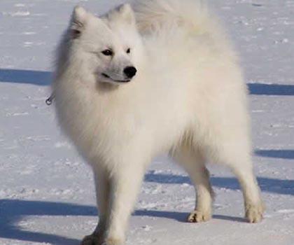 盘点全网最精的狗狗,史上最全狗狗大全