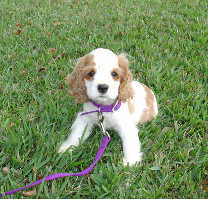 盘点全网最精的狗狗,全网狗狗大合集