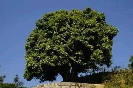 三种茶树有什么特点,茶树是一种什么树