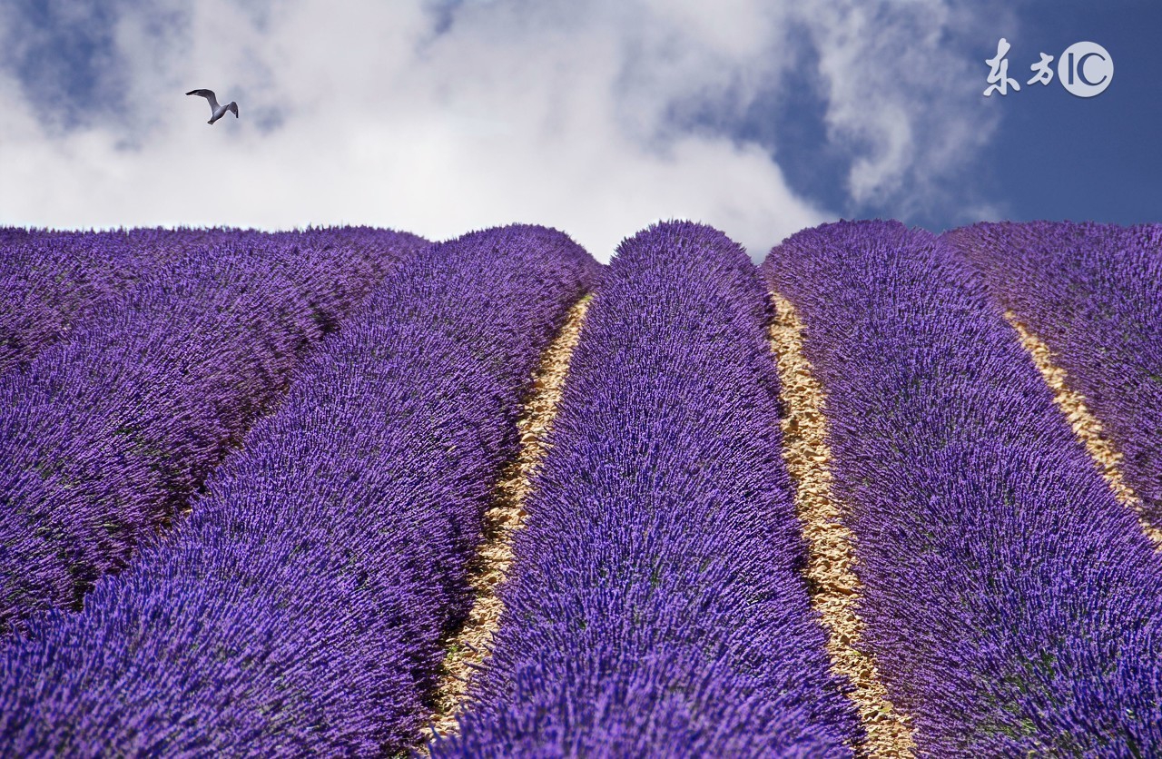 薰衣草之乡浪漫的地方普罗旺斯,普罗旺斯薰衣草庄园游玩