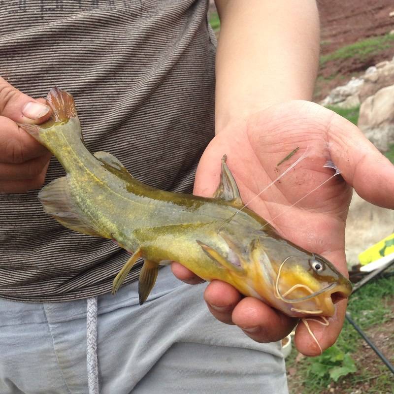 受伤的鱼怎么钓最好,钓到的鱼怎么抓不扎手