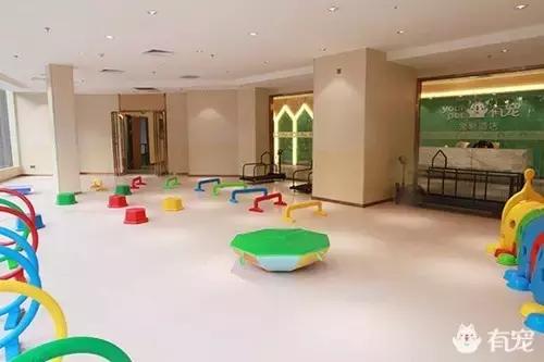 活得不如狗系列之，宠物酒店！