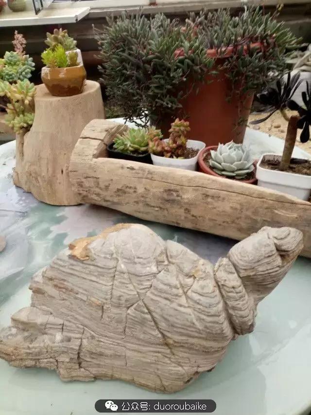 用多肉做花的方法,多肉植物自制方法