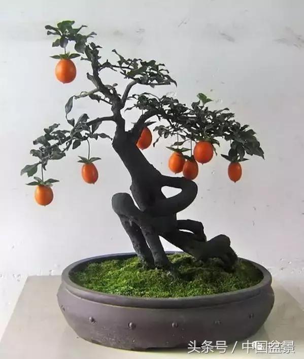 盆景悬根露爪美不胜收