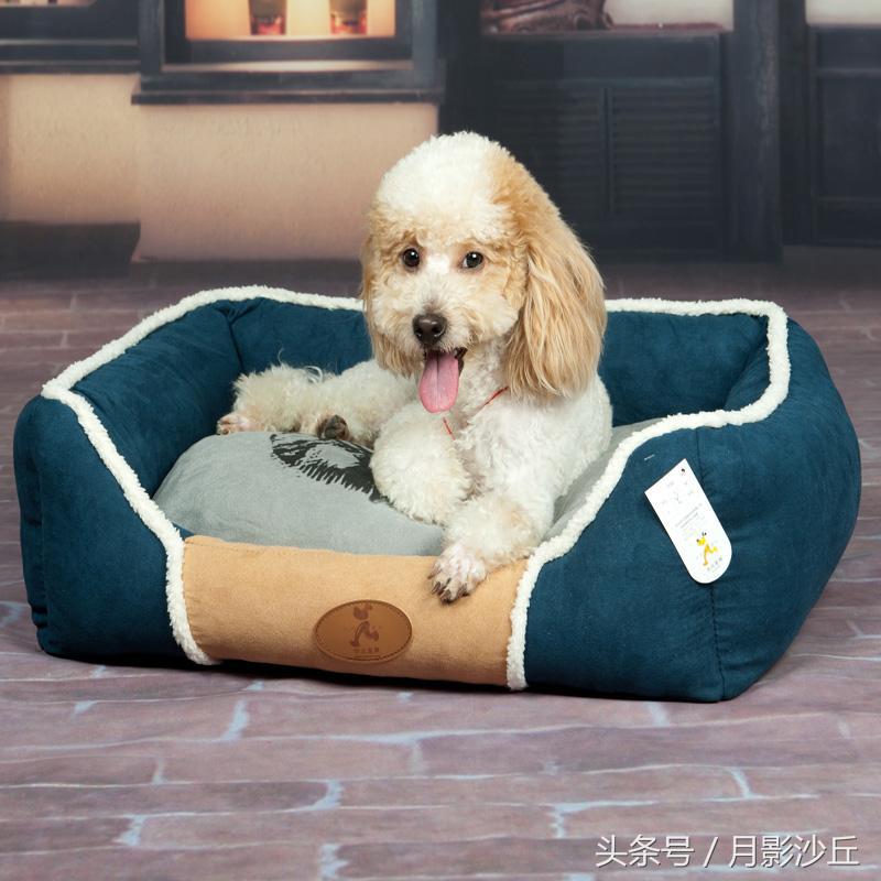 泰迪犬的用品都有哪些,新手养泰迪必买的用品