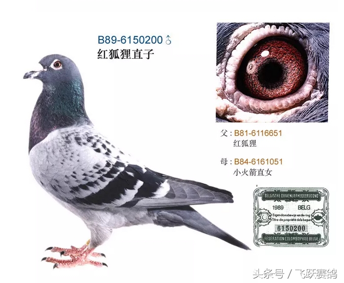 信鸽毛滴虫球虫二合一,信鸽毛滴虫病用什么药最好