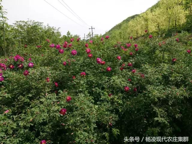 来穿越花海赴春天的约会,龙丽威大马士革玫瑰庄园
