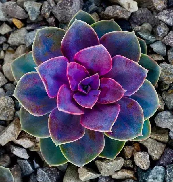 晒伤后的多肉能用芦荟修复吗,多肉从室内搬到室外被晒伤