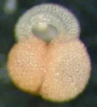 古生物学家发现化石,古生物学家探索古墓