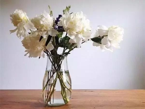 怎么对付蟑螂和蚊子和蚂蚁,家里有蟑螂蚂蚁蚊子老鼠一招消灭