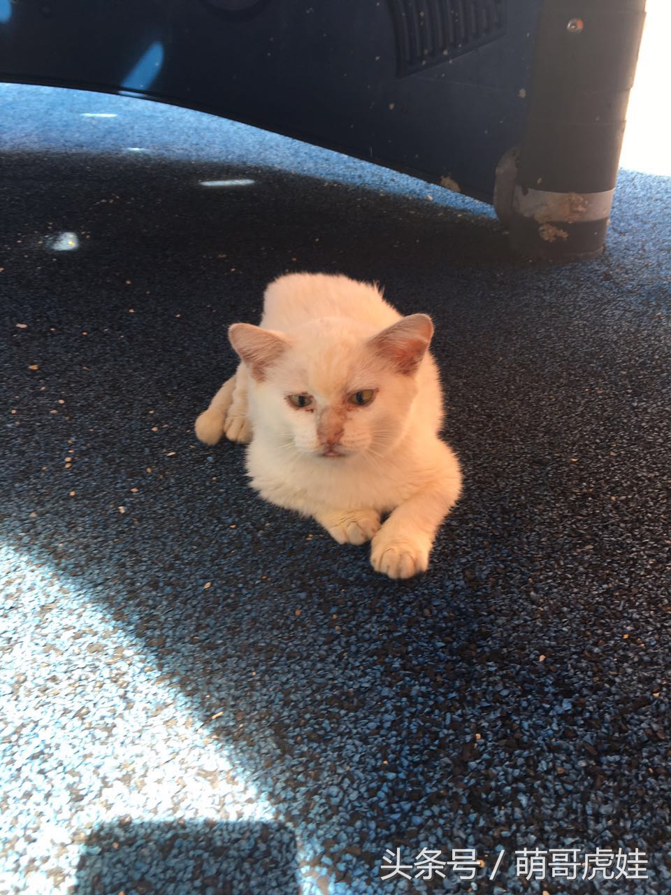 铲屎的带5只小肥猫跑步，跑了一圈回来发现喵星人居然还在原地