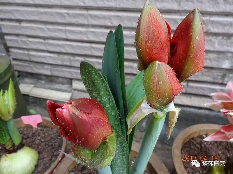 小城花事，泥土中滋生的花园梦