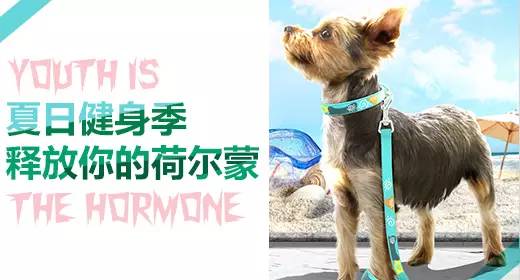 狗狗胸背P链项圈学问大了！快来看看你选的对不对