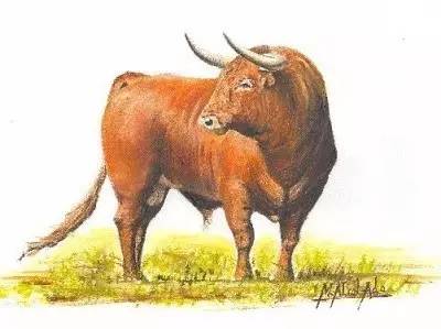 这只旷野露JJ黑牛是如何逆袭成西班牙文化符号的？认识板鸭圣斗牛