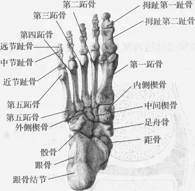 跑鞋导致拇外翻,拇外翻必须穿专门跑鞋跑步吗