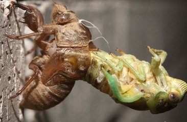 怎么祛除腹部湿气寒气,祛除体内湿气寒气的药