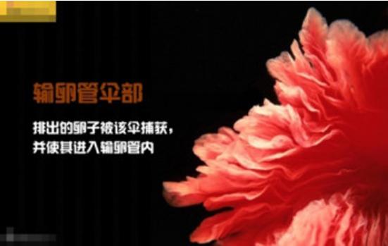 真实拍摄人类胚胎发育过程,10张图带你了解孕育全过程