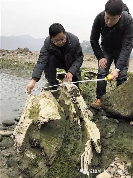 河里挖出金丝楠阴沉木头价值多少,嘉陵江惊现巨大藏红阴沉木