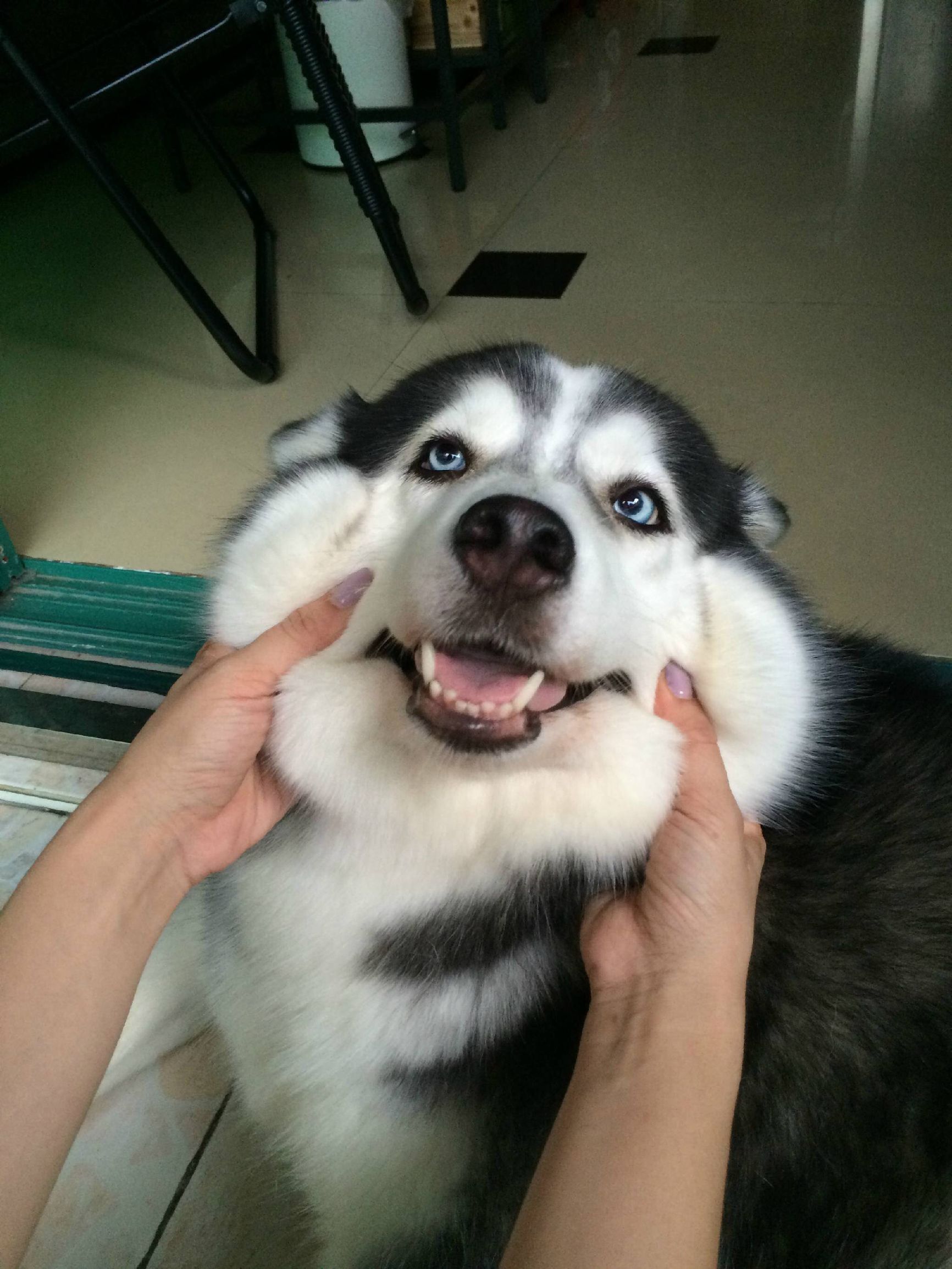 二哈偷吃被揍,二哈偷吃被卡住