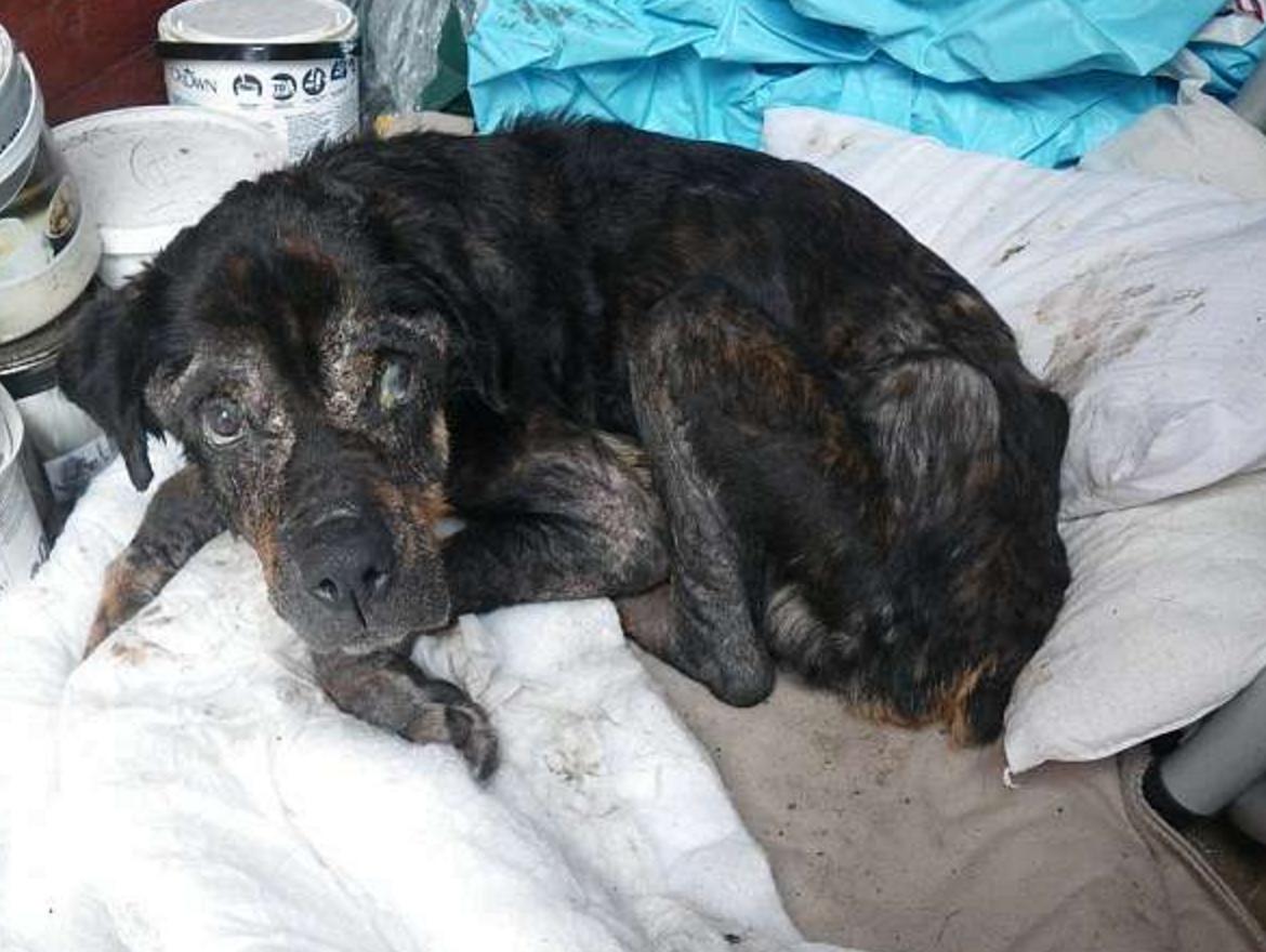 狠心的主人杀病猫,残忍主人将藏獒囚禁12年