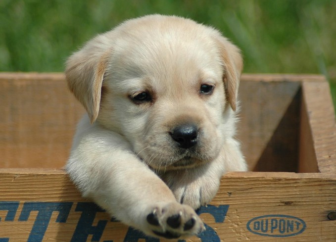 拉布拉多幼犬多少钱一只正宗的,拉布拉多正宗幼犬价格多少钱一只