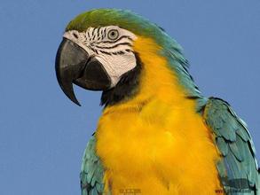 超级可爱的十大萌宠可以在家养,好养又干净的宠物萌宠