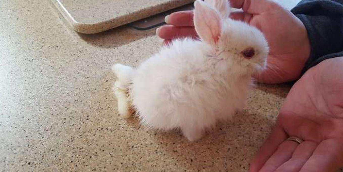 他救了这只小兔子时发现它下身已瘫痪,苦思之下想出一个绝妙方法