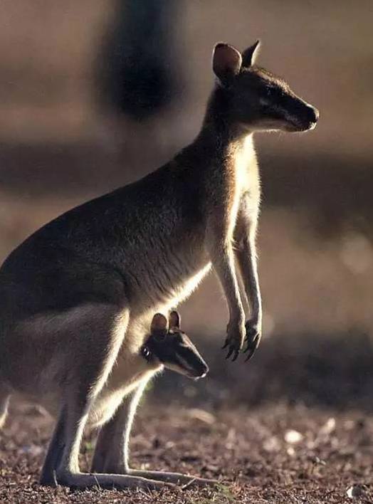 河北带孩子去最好玩的游乐场,河北最大的儿童室内游乐场