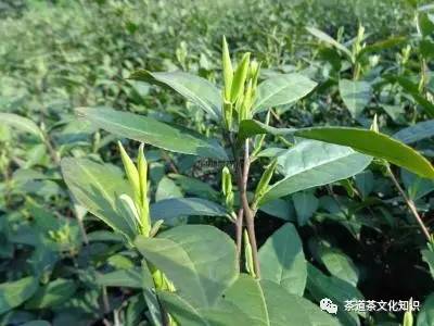 天目湖白茶觅春价格,天目湖白茶是绿茶吗