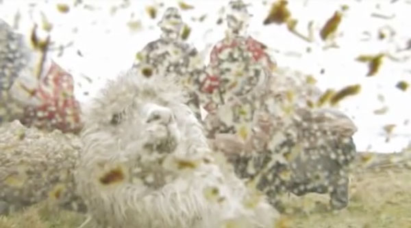 如果你惹怒了羊驼会怎么样,对羊驼一无所知的说说