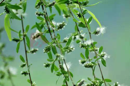 杨絮纷飞怎么消灭,杨絮柳絮怎样应对