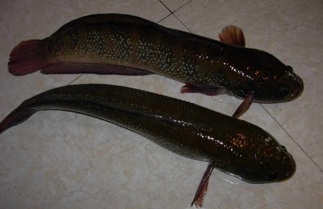 被誉为“保健珍品”的七星鱼，在农村能否养殖致富