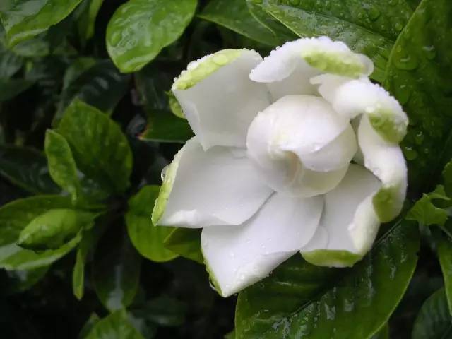 适合室内种植又有香味的植物,四季开花而且花香好养的植物