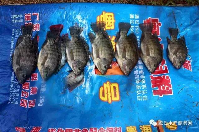 低成本养殖罗非,罗非养殖技术视频全集