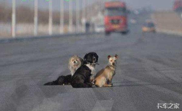 开车撞了条狗算不算交通事故,狗在马路上被车撞了怎么划分责任