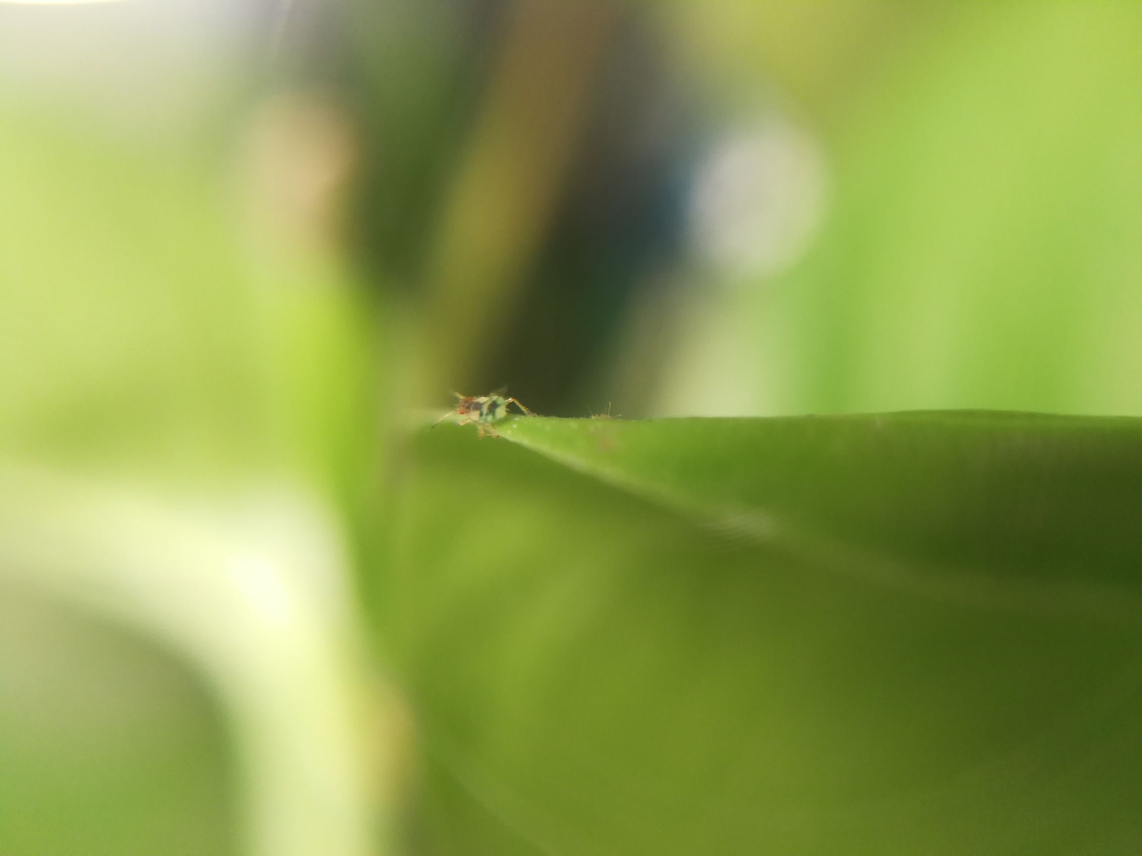 你见过迷你小螳螂吗,小螳螂吃小虫子吗