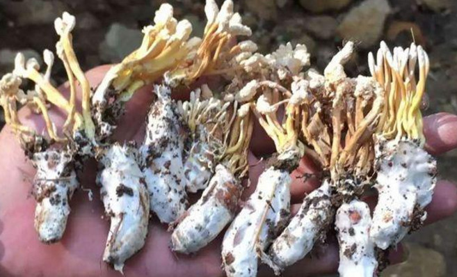 野生土冬虫夏草,与冬虫夏草一个等级的野草